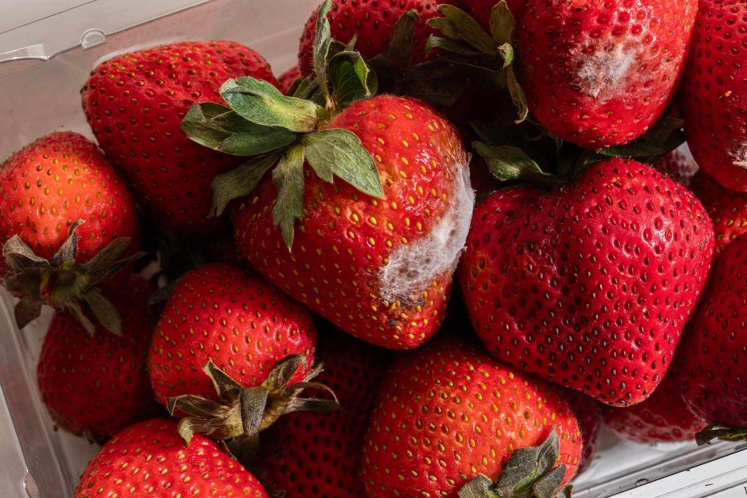 Плесень на клубнике.