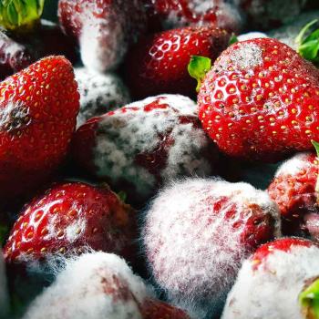 Даже не думайте есть такую ​​клубнику. Ради своего же блага, вам лучше избавиться от неё