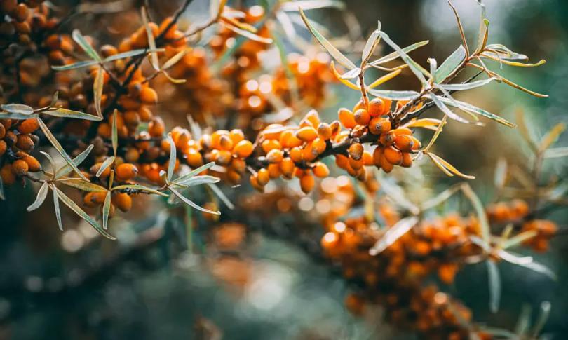 Облепиха – настоящая кладезь здоровья Облепиха – настоящая кладезь здоровья