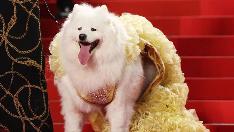 Специальный гость Каннского фестиваля