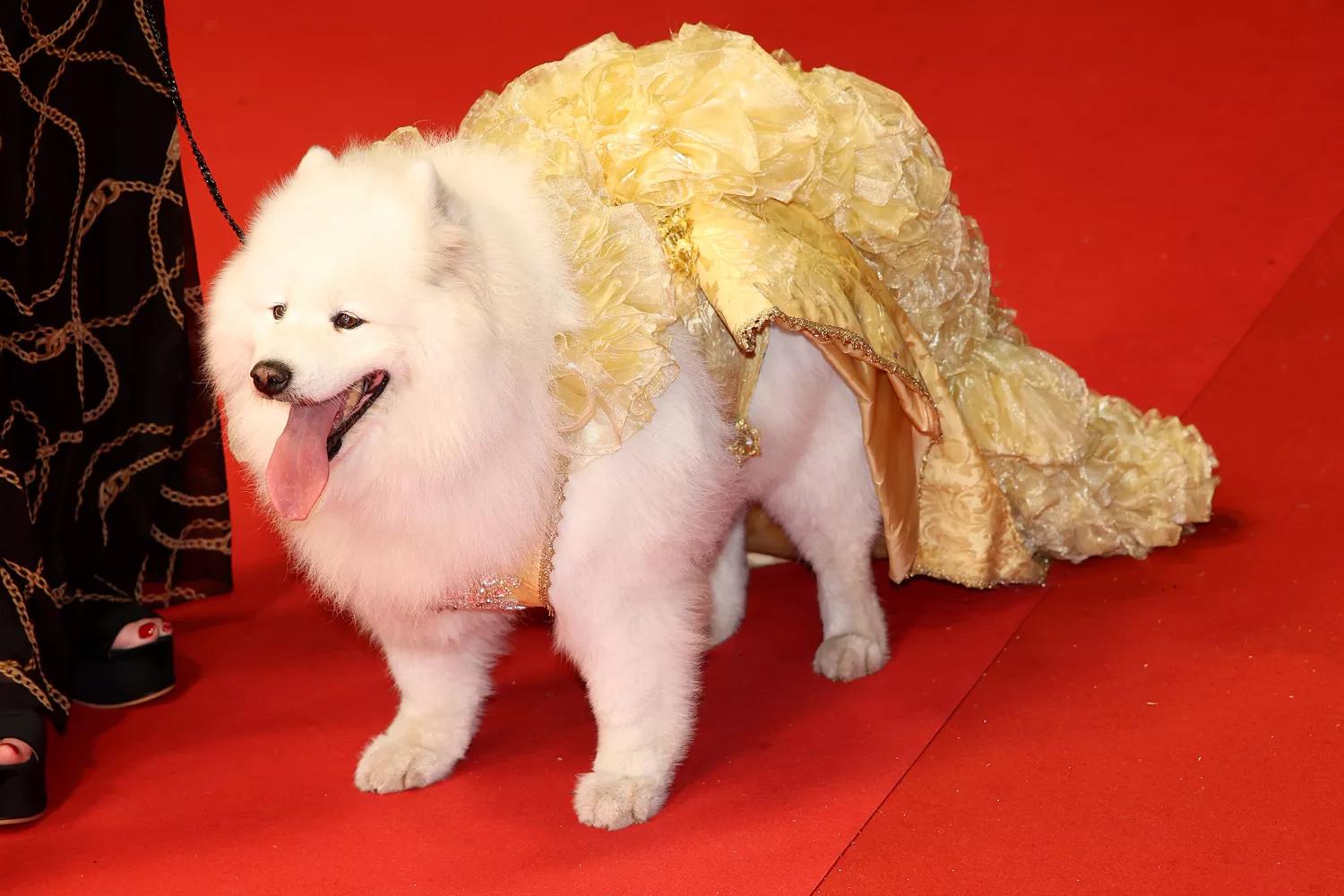 Специальный гость Каннского фестиваля