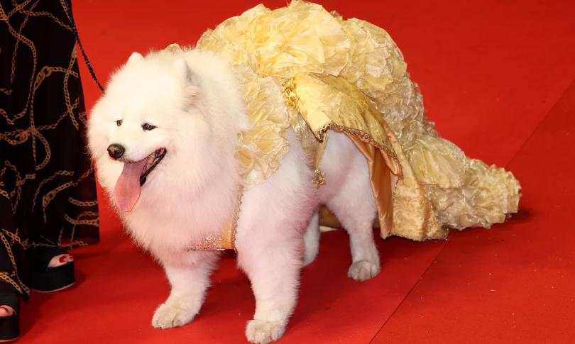 Специальный гость Каннского фестиваля